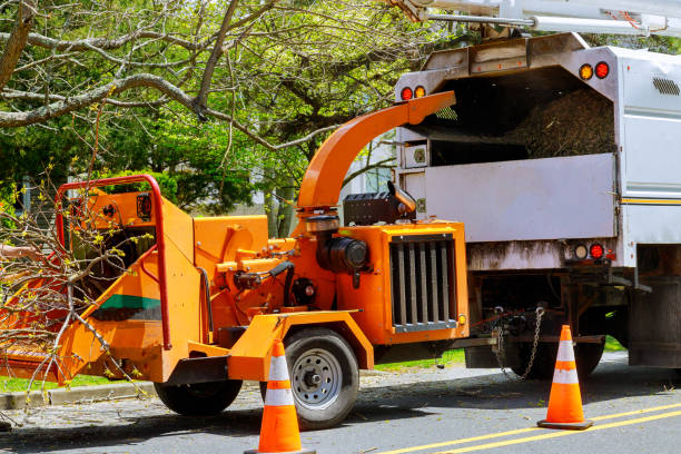 Tree Service Company in Makaha, HI